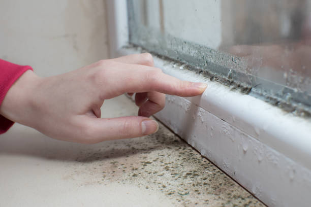 Best Environmental Consulting for Mold Prevention  in USA